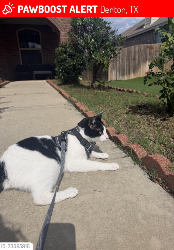Lost Male Cat last seen Near Ann Arbor ln, Denton, TX 76207