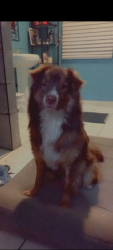 Reunited Male Dog last seen Maple & Florence or Maple & Butler, Fresno, CA 93725