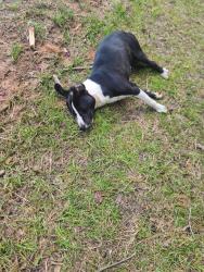 Found/Stray Male Dog last seen Fairforrest clevedale rd, Spartanburg, SC 29301