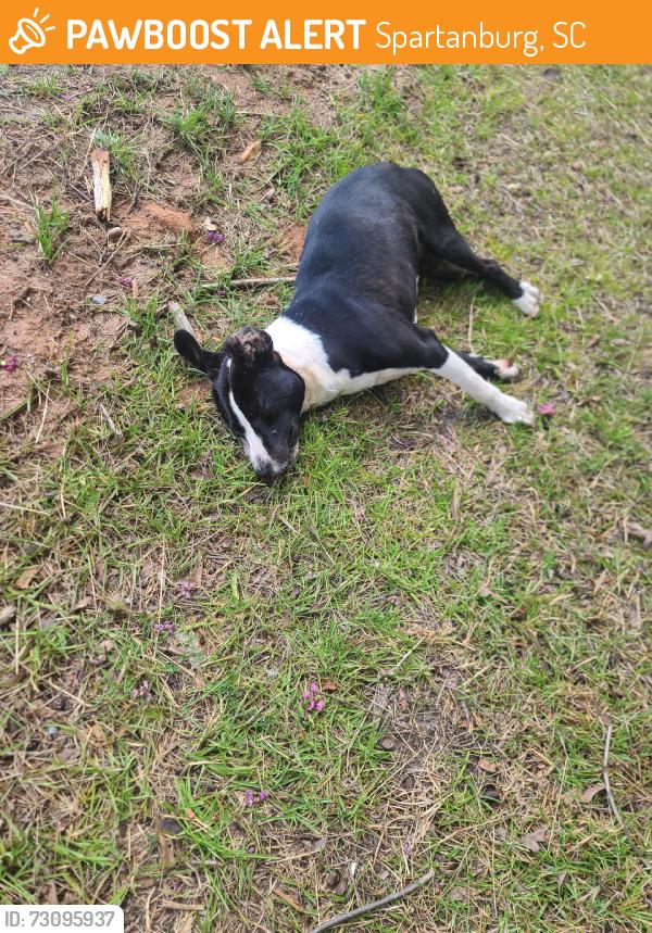 Found/Stray Male Dog last seen Fairforrest clevedale rd, Spartanburg, SC 29301