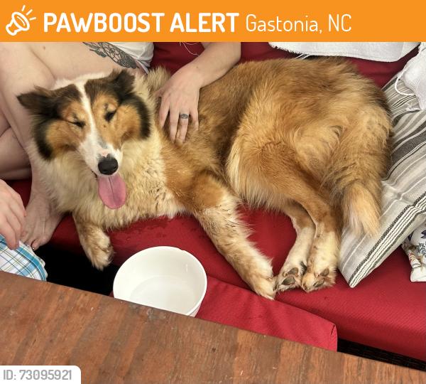 Found/Stray Female Dog last seen Gastonia airport, Gastonia, NC 28056