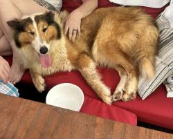 Found/Stray Female Dog last seen Gastonia airport, Gastonia, NC 28056