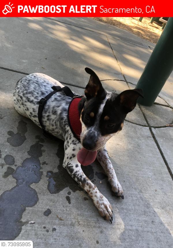 Lost Female Dog last seen Near McClatchy Way Sacramento, CA 95818 United States, Sacramento, CA 95818