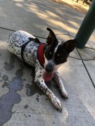 Lost Female Dog last seen Near McClatchy Way Sacramento, CA 95818 United States, Sacramento, CA 95818