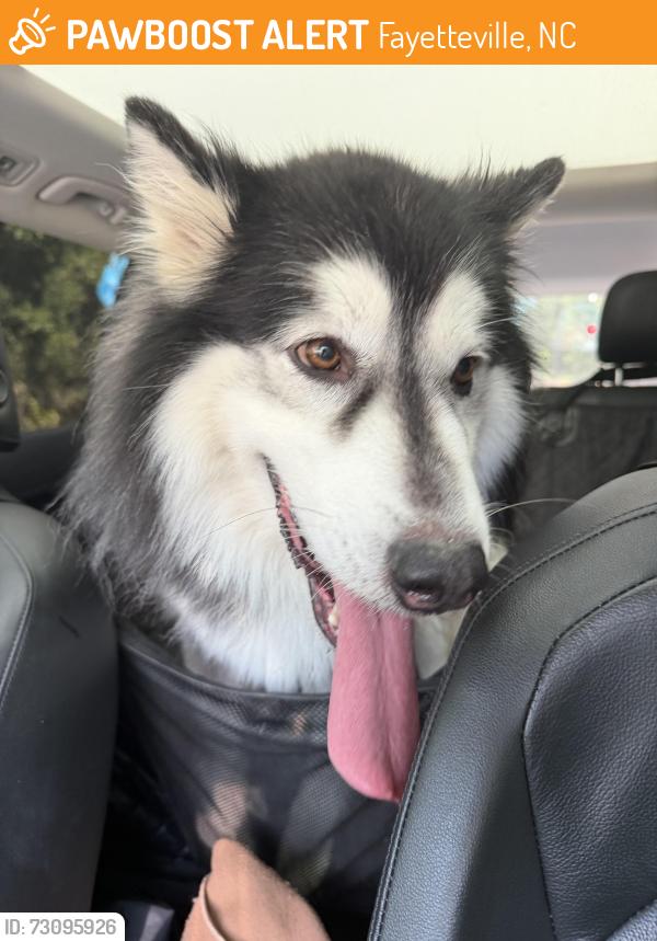 Found/Stray Male Dog last seen Marykirk drive, Fayetteville, NC 28304