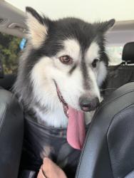 Found/Stray Male Dog last seen Marykirk drive, Fayetteville, NC 28304
