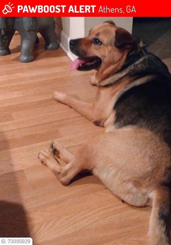 Lost Female Dog last seen Cedar Creek Neighborhood, Athens, GA 30605