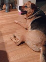 Lost Female Dog last seen Cedar Creek Neighborhood, Athens, GA 30605