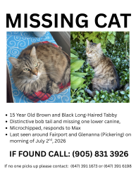 Lost Male Cat last seen Glennanna & Fairport, Pickering, ON L1V 1T5