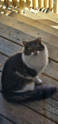 Reunited Male Cat last seen Touhy av. &  Bell ave., Chicago, IL 60645