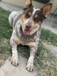 Reunited Female Dog last seen Lawndale park, Odessa, TX 79765