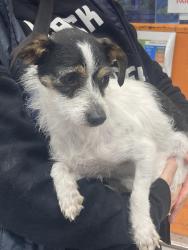 Found/Stray Female Dog last seen Cutting and Canal, Richmond, CA 94808
