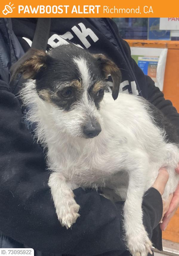 Found/Stray Female Dog last seen Cutting and Canal, Richmond, CA 94808