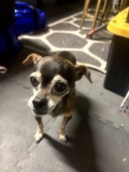 Reunited Unknown Dog last seen Mare Island ct & Brother Island, West Sacramento, CA 95691