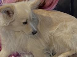 Lost Male Dog last seen 58th Street J 10, Lancaster, CA 93536