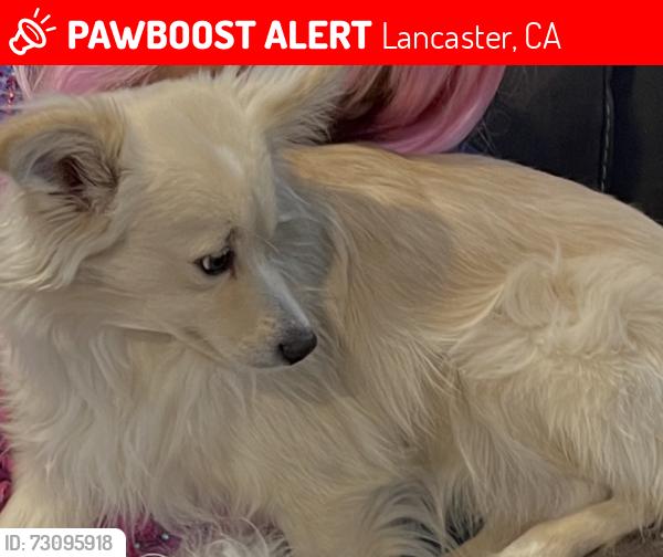 Lost Male Dog last seen 58th Street J 10, Lancaster, CA 93536