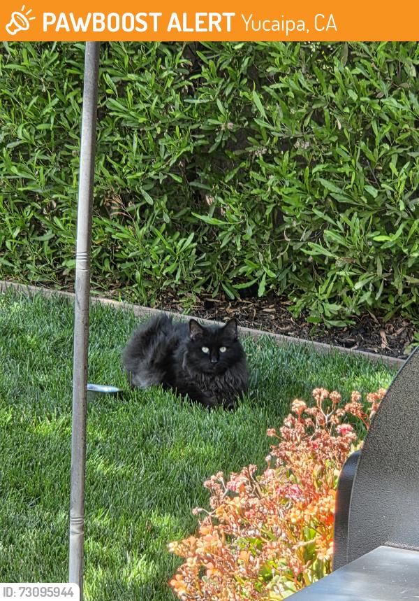 Found/Stray Unknown Cat last seen Stonewood Dr., Yucaipa, CA, Yucaipa, CA 92399