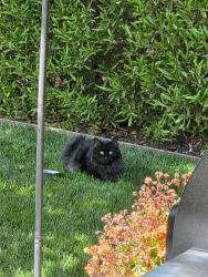 Found/Stray Unknown Cat last seen Stonewood Dr., Yucaipa, CA, Yucaipa, CA 92399