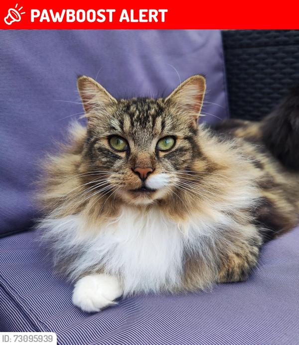 Lost Male Cat last seen Cranwell village, Cranwell Village, England NG34 8FG