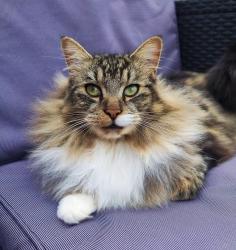 Lost Male Cat last seen Cranwell village, Cranwell Village, England NG34 8FG