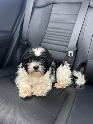 Found/Stray Female Dog last seen Palm river, Tampa, FL 33619