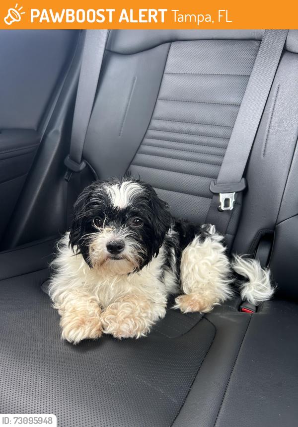 Found/Stray Female Dog last seen Palm river, Tampa, FL 33619