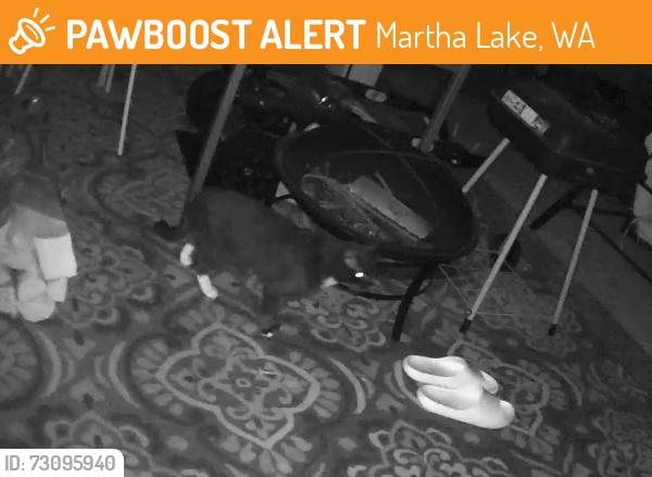 Found/Stray Unknown Cat last seen Martha lake, Martha Lake, WA 98087