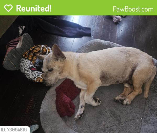 Reunited Male Dog last seen 54th street, Oakland, CA 94601