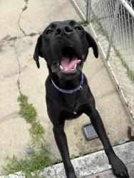 Found/Stray Male Dog last seen tillman and butternut, Detroit, MI 48216
