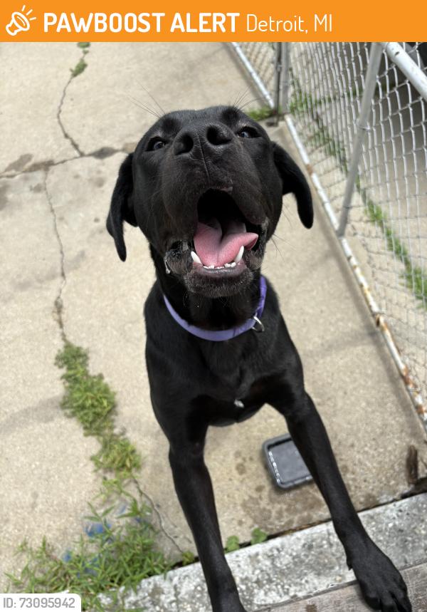Found/Stray Male Dog last seen tillman and butternut, Detroit, MI 48216