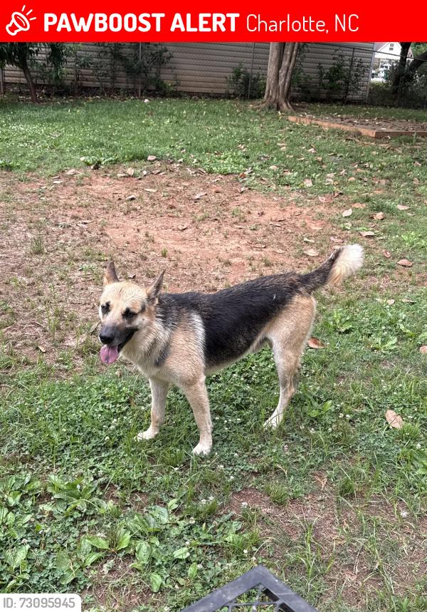 Lost Male Dog last seen Near Poplar spring DR, Charlotte, NC 28269
