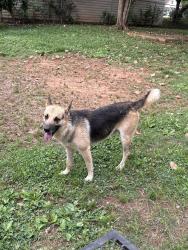 Lost Male Dog last seen Near Poplar spring DR, Charlotte, NC 28269