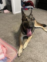 Reunited Male Dog last seen Neighborhood, Hemet, CA 92543