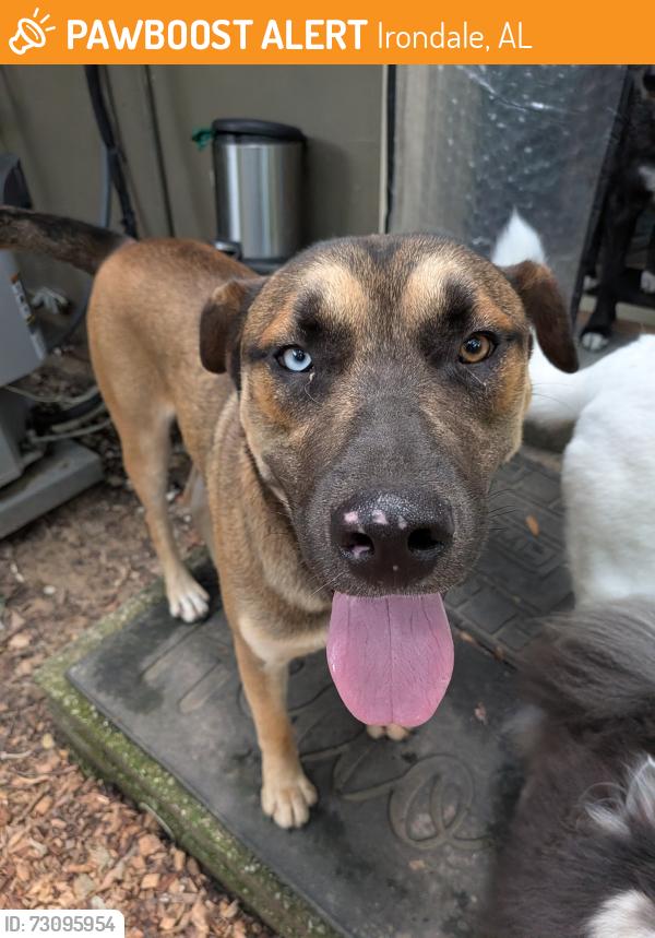 Found/Stray Male Dog last seen Ruffner Ballfields, Irondale, AL 35210