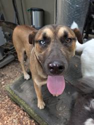 Found/Stray Male Dog last seen Ruffner Ballfields, Irondale, AL 35210