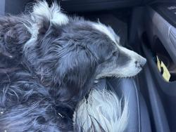 Found/Stray Unknown Dog last seen Carmichael Wake Up Call, Kennewick, WA 99336