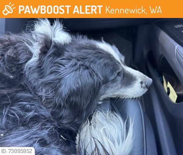 Found/Stray Unknown Dog last seen Carmichael Wake Up Call, Kennewick, WA 99336