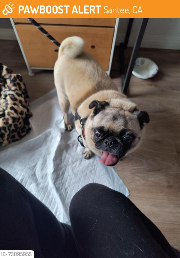 Found/Stray Female Dog last seen Buena Vista & Prospect, Santee, CA 92071