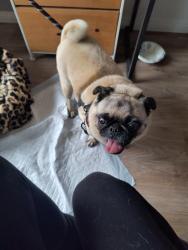 Found/Stray Female Dog last seen Buena Vista & Prospect, Santee, CA 92071