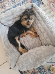 Lost Male Dog last seen Springfield 1, Lake Worth, FL 33467