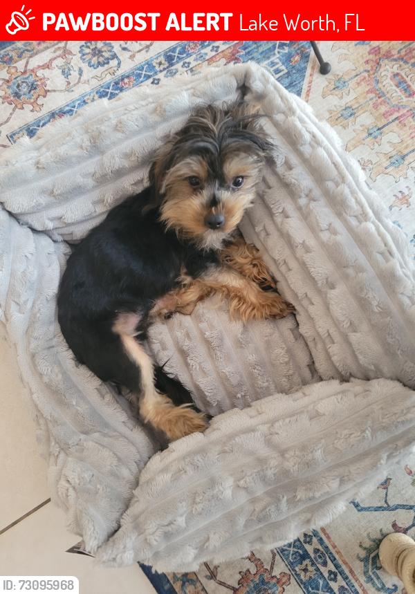 Lost Male Dog last seen Springfield 1, Lake Worth, FL 33467