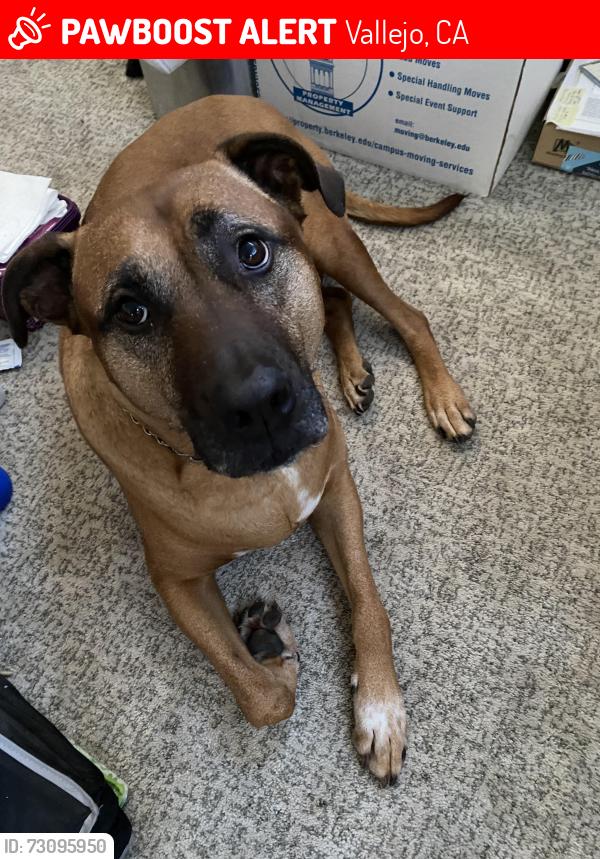 Lost Male Dog last seen Glencove area, Vallejo, CA 94591