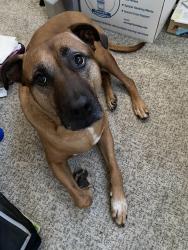 Lost Male Dog last seen Glencove area, Vallejo, CA 94591