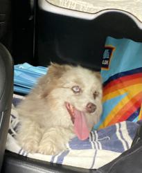 Lost Female Dog last seen SE 225th Drive Lochloosa, Hawthorne, FL 32640