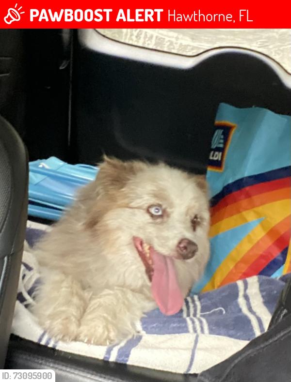 Lost Female Dog last seen SE 225th Drive Lochloosa, Hawthorne, FL 32640