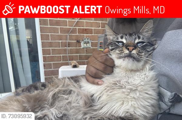 Lost Unknown Cat last seen Mills Crossing apmts, Owings Mills, MD 21117