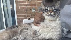 Lost Unknown Cat last seen Mills Crossing apmts, Owings Mills, MD 21117