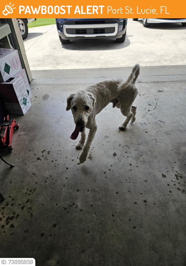 Found/Stray Male Dog last seen Meade and paar, Port St. Lucie, FL 34953