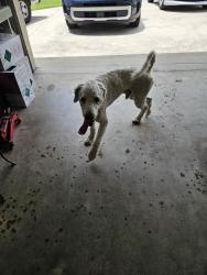 Found/Stray Male Dog last seen Meade and paar, Port St. Lucie, FL 34953
