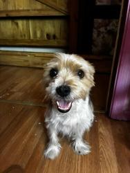 Lost Male Dog last seen Near N Shannon rd, Tucson, AZ 85705